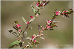 Polygonum plebeium